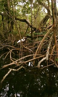 Manglar